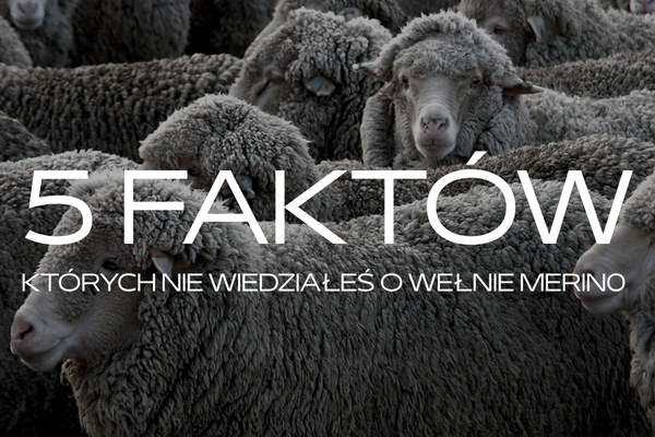 5 faktów, których nie wiedziałeś o wełnie merino
